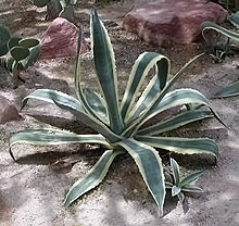 agave_americana_a-m.jpg