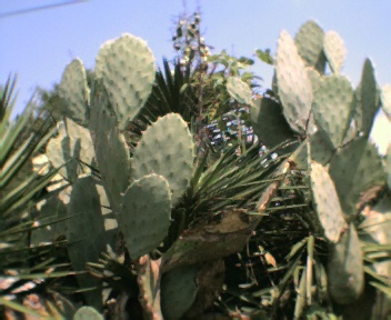 cacti.jpg