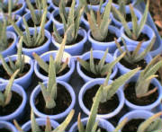 baby aloe plants